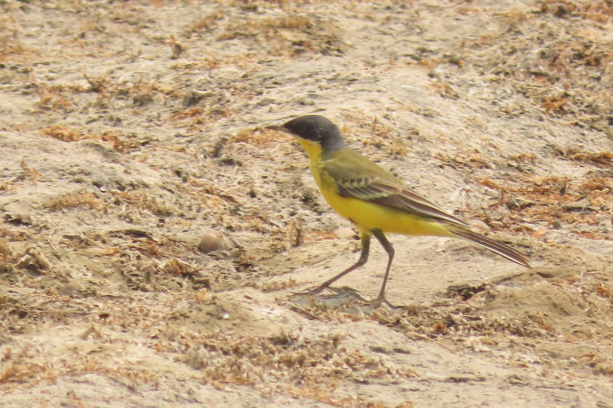 Western Yellow Wagtail - ML619528113