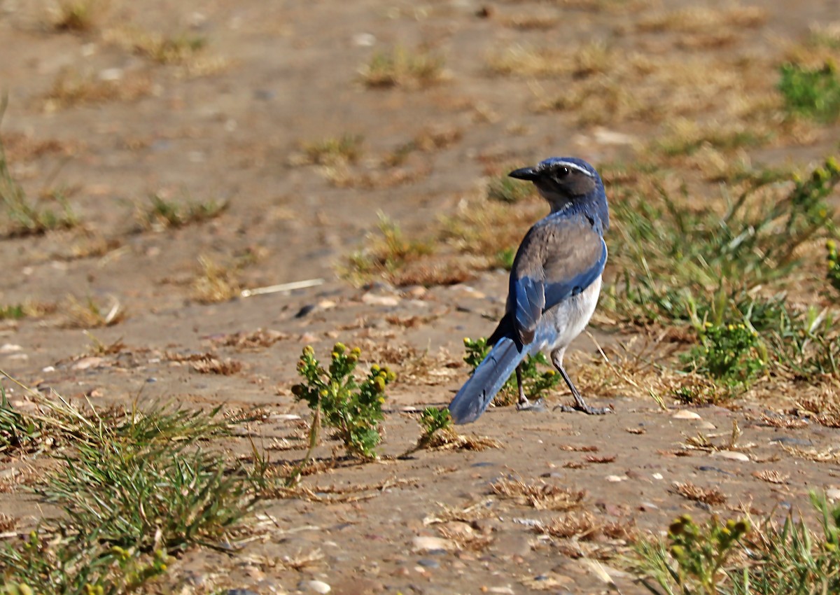 California Scrub-Jay - Karen Skelton