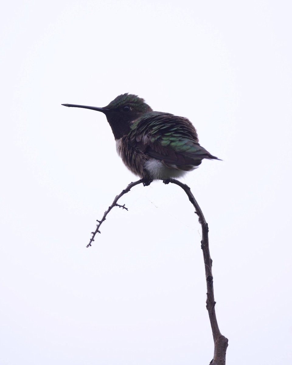 Ruby-throated Hummingbird - Nick Hawvermale