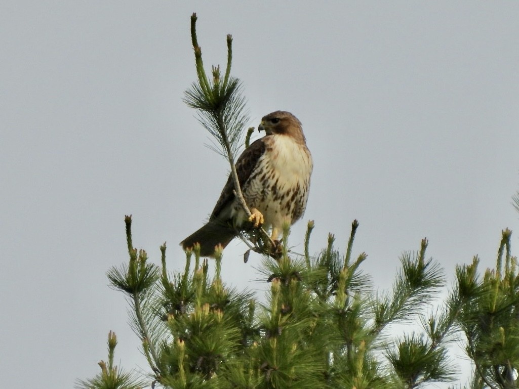 Red-tailed Hawk - Susan Lamberts