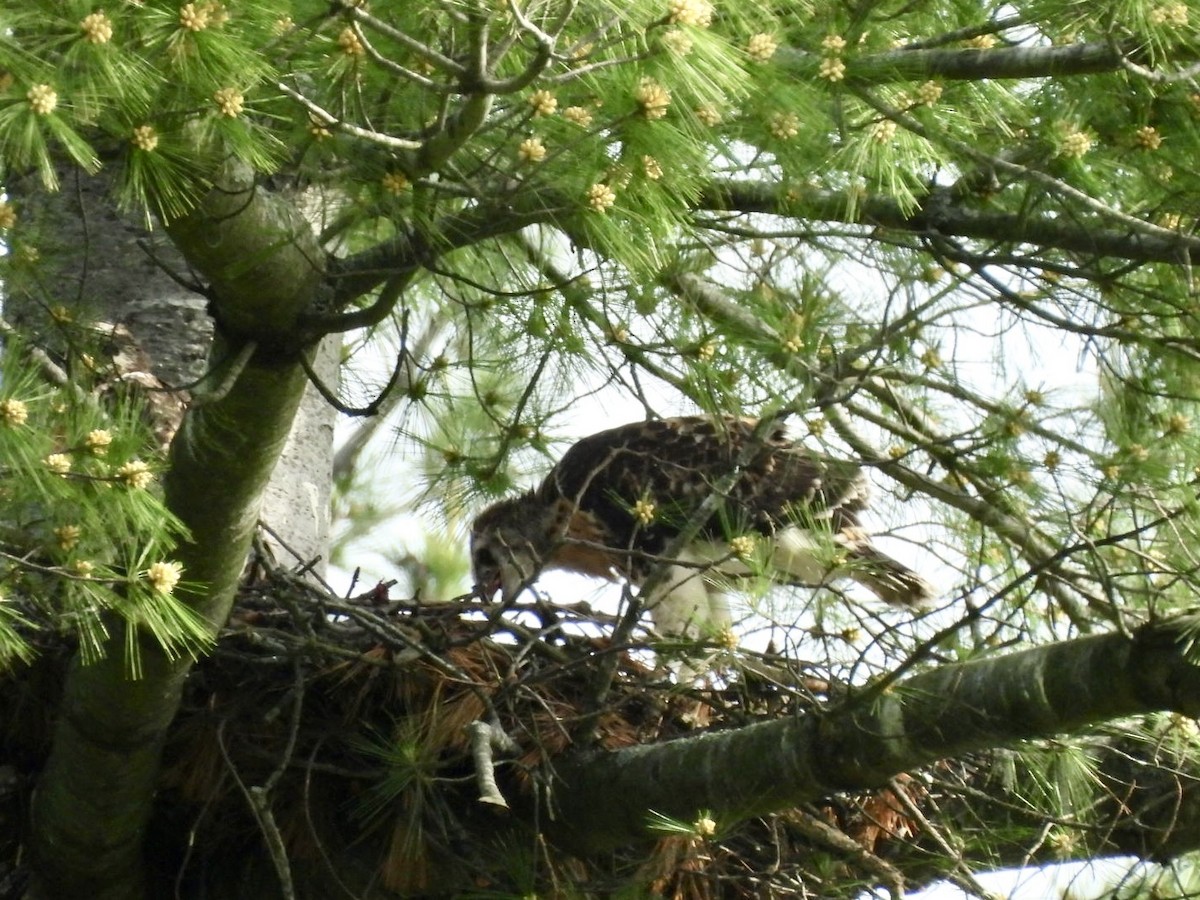 Red-tailed Hawk - Susan Lamberts