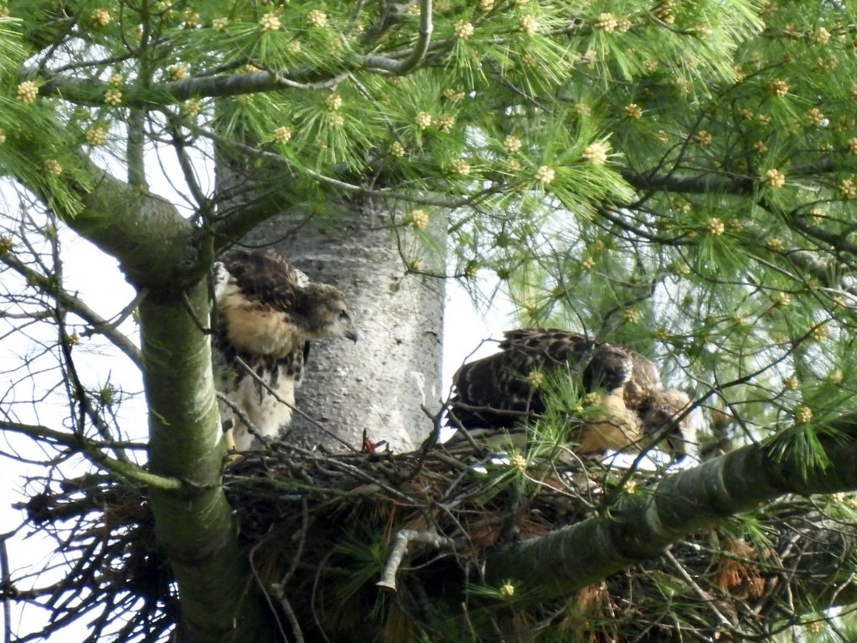 Red-tailed Hawk - Susan Lamberts