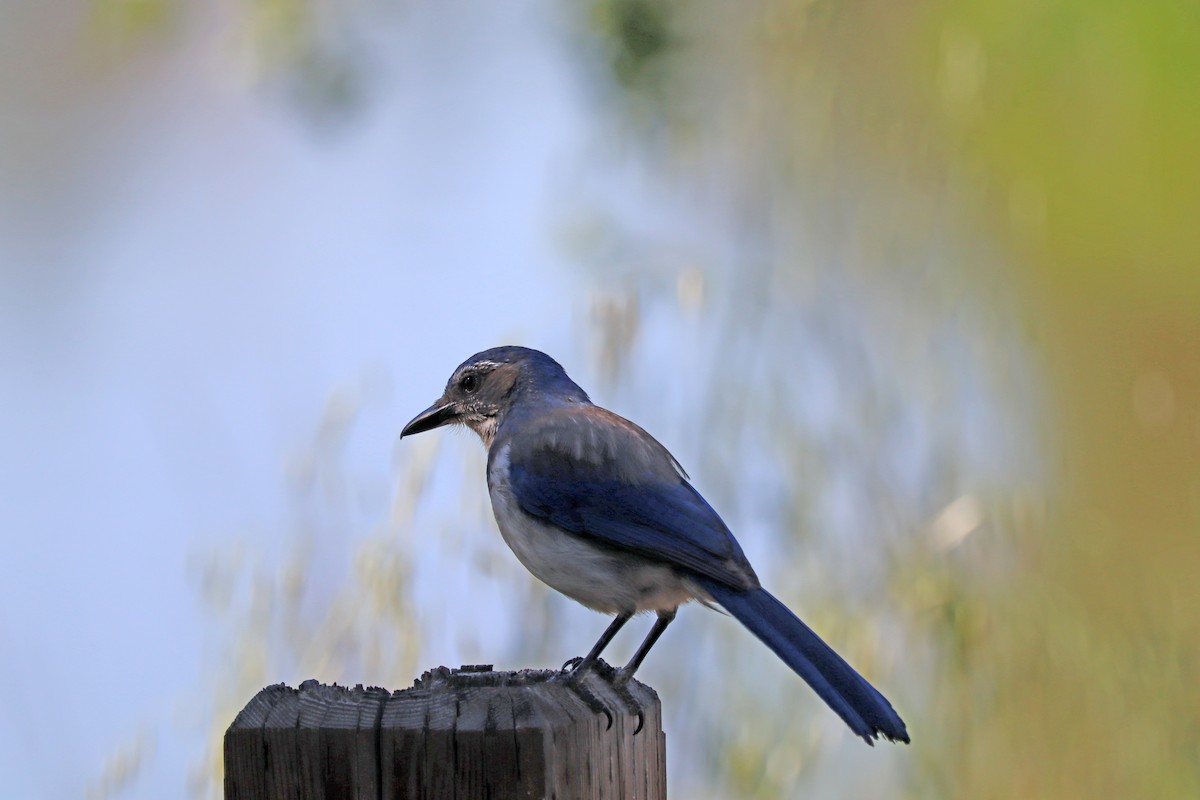 California Scrub-Jay - Karen Skelton