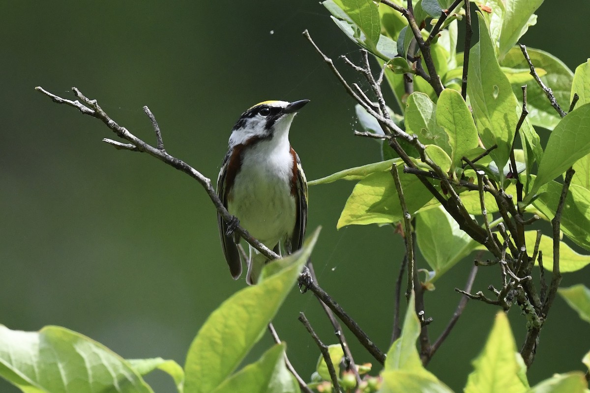 Chestnut-sided Warbler - Stephen Broker