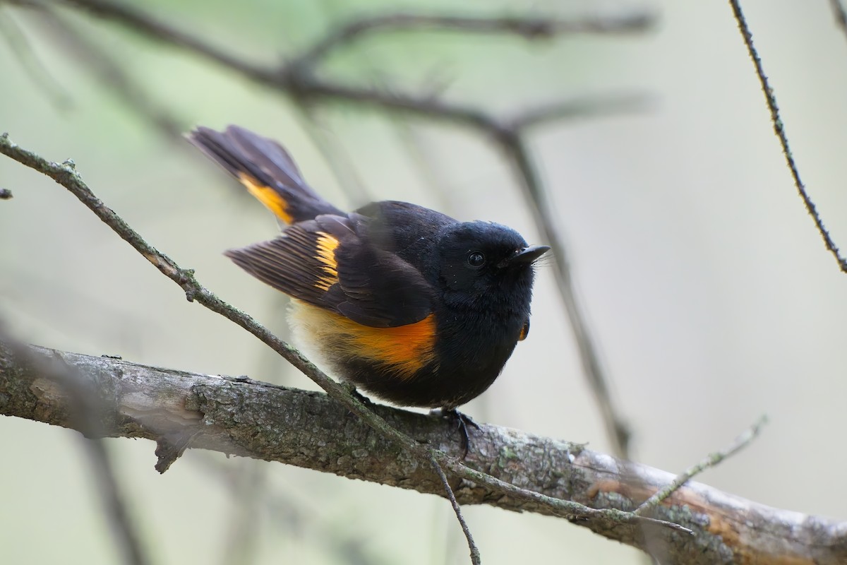 American Redstart - Frank Grau