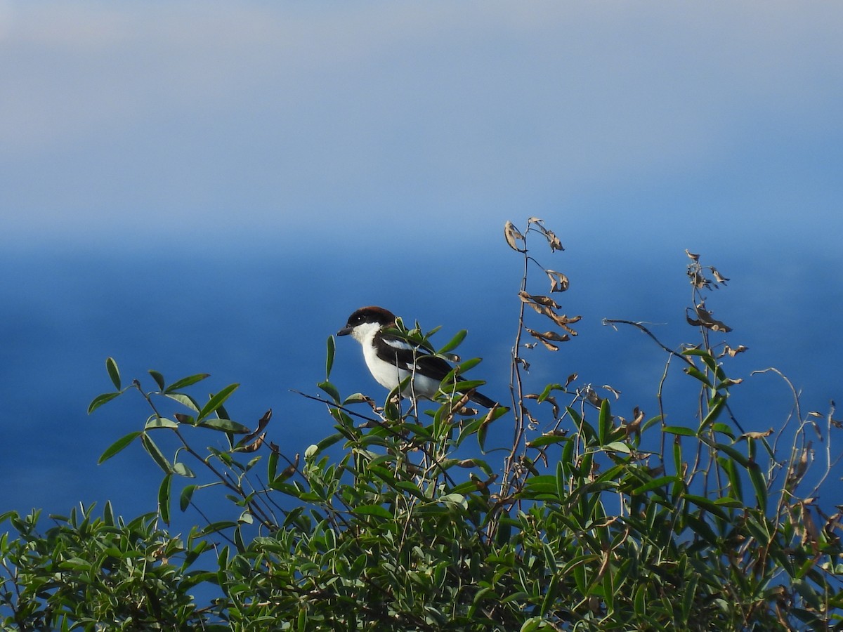 Woodchat Shrike - George Watola