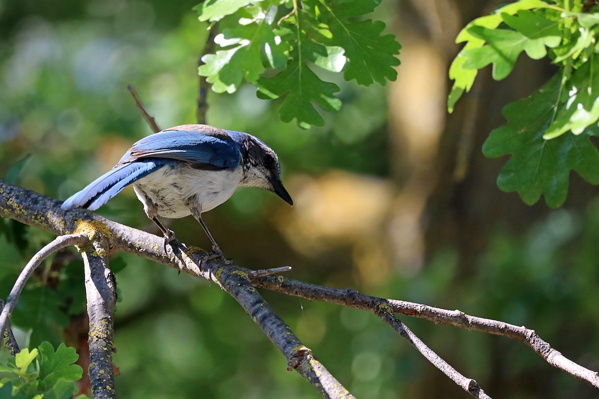 California Scrub-Jay - Karen Skelton