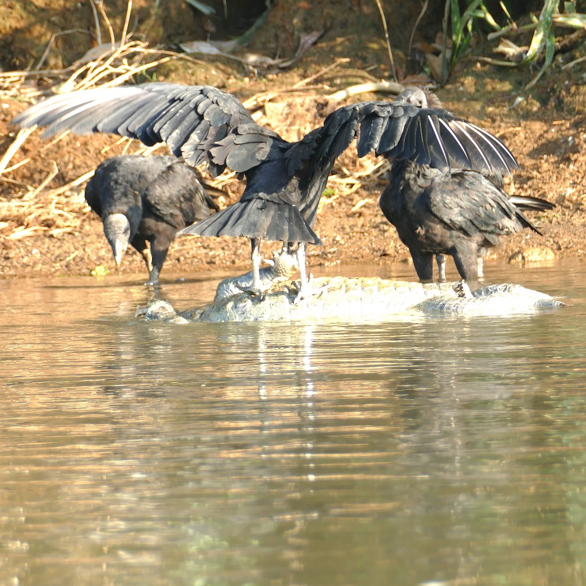 Black Vulture - Ulrike Schmölzer