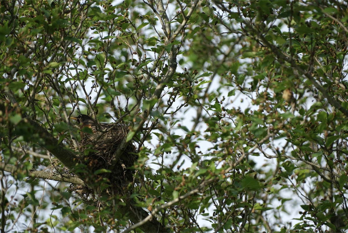 American Robin - Keagan Bailey