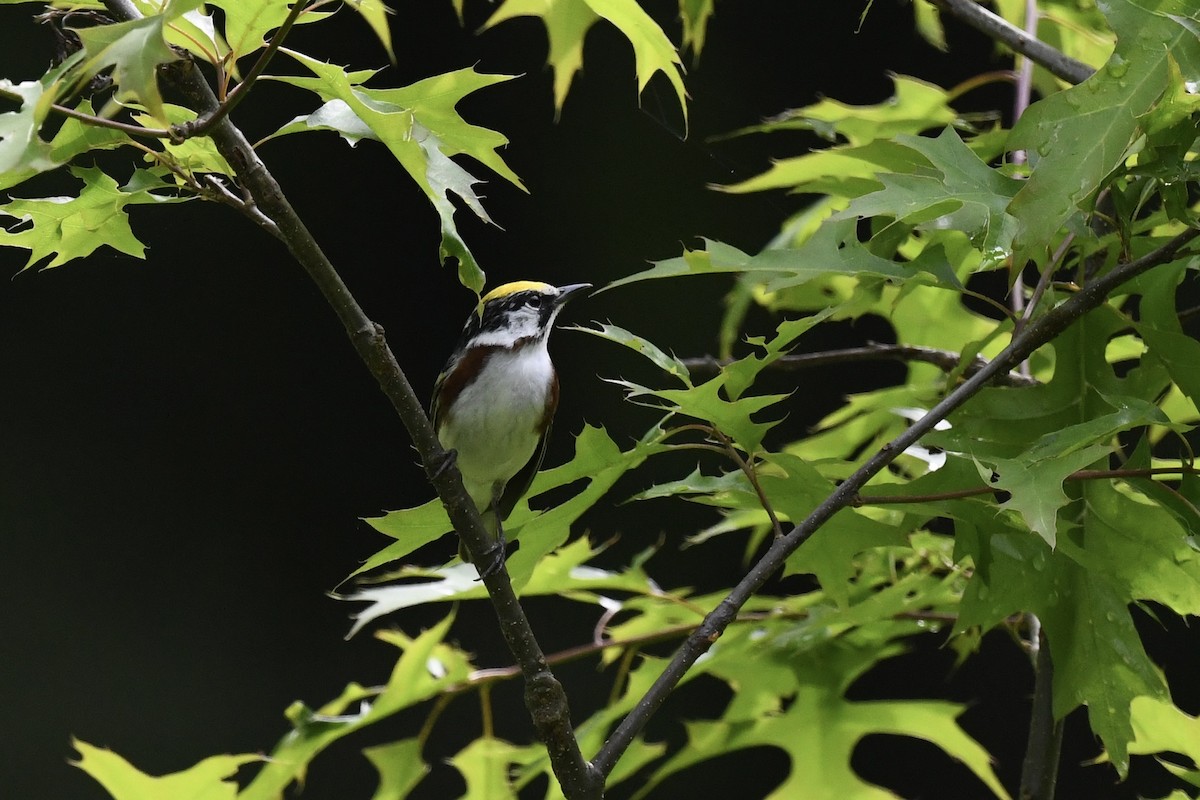 Chestnut-sided Warbler - Stephen Broker