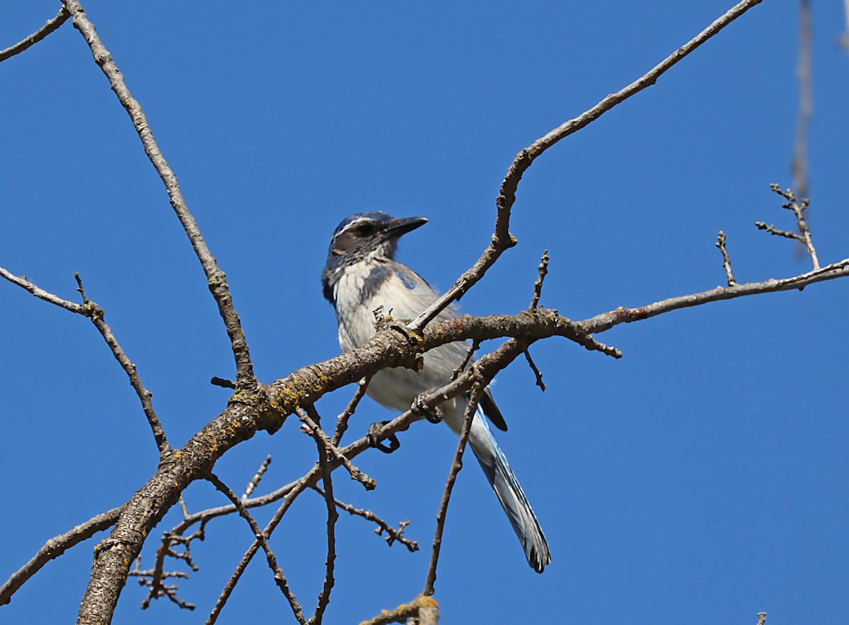 California Scrub-Jay - Karen Skelton