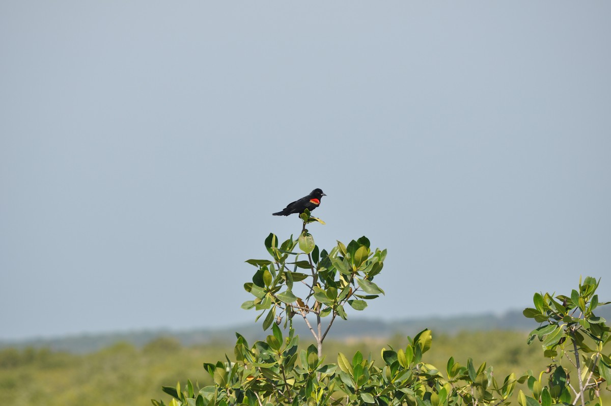 Red-winged Blackbird - Colin Giebner