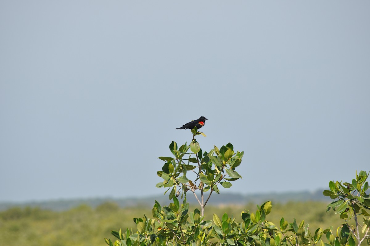 Red-winged Blackbird - Colin Giebner