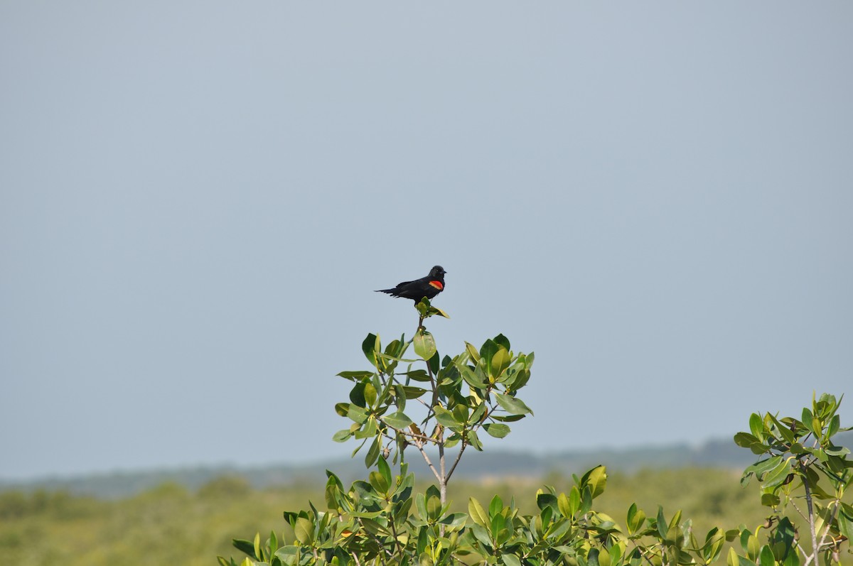 Red-winged Blackbird - Colin Giebner