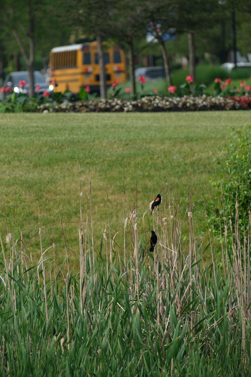 Red-winged Blackbird - Keagan Bailey