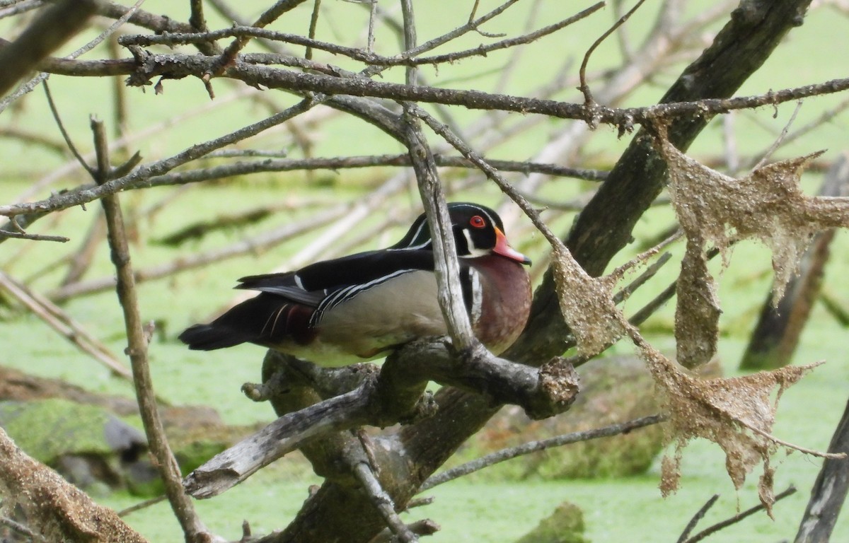 Wood Duck - Brent Daggett