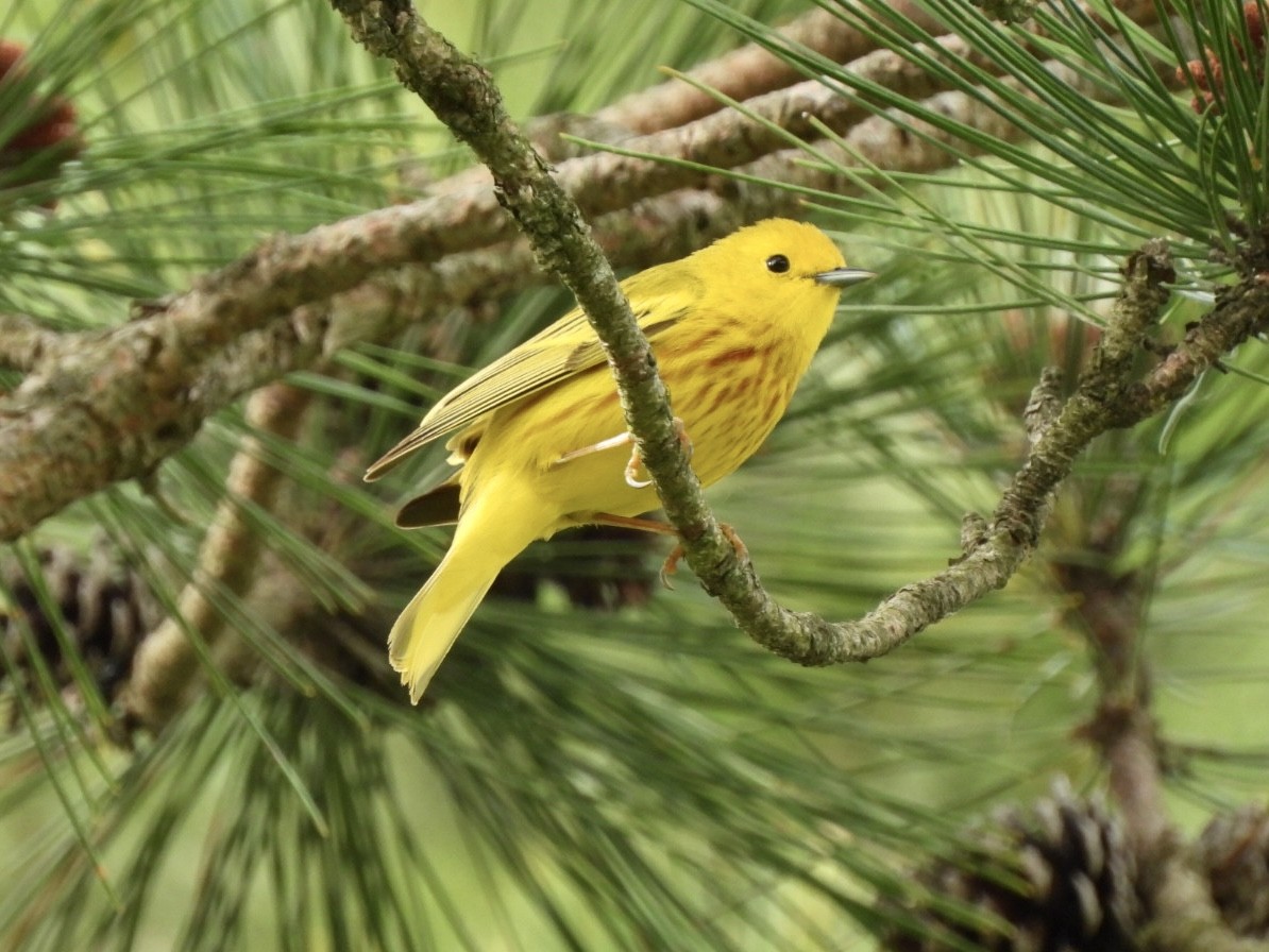 Yellow Warbler - Susan Lamberts