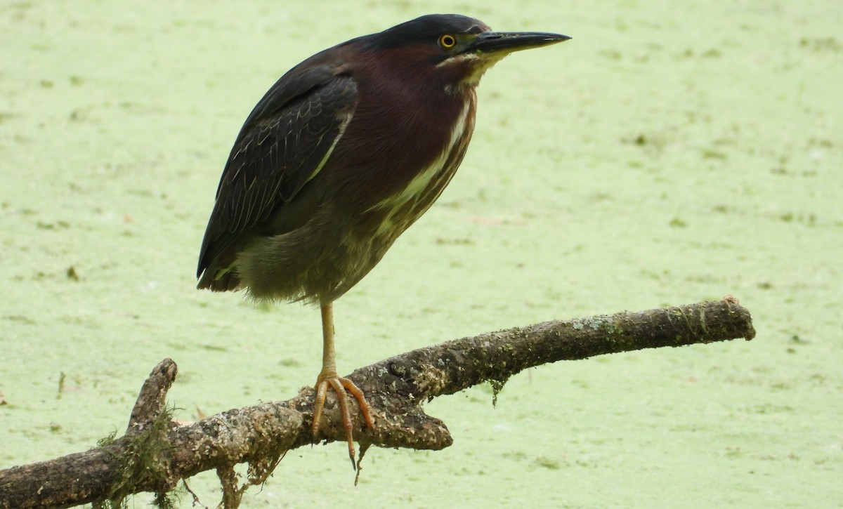 Green Heron - Brent Daggett