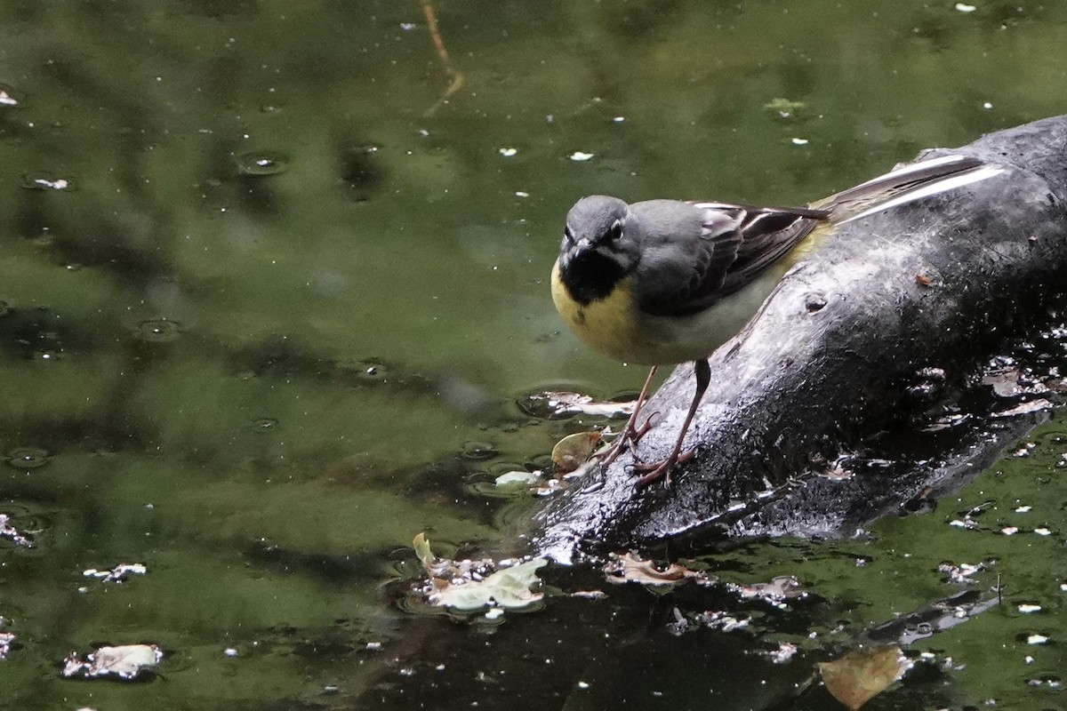 Gray Wagtail - David Oulsnam