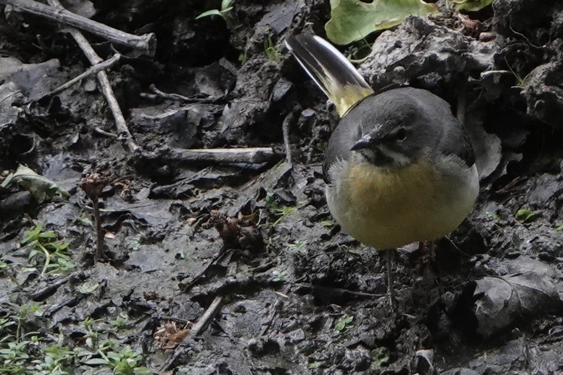 Gray Wagtail - David Oulsnam