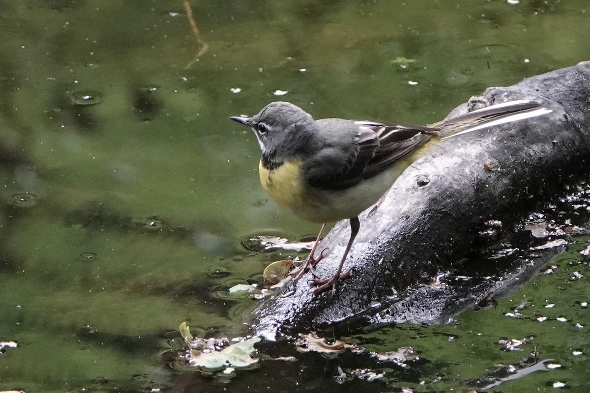 Gray Wagtail - David Oulsnam