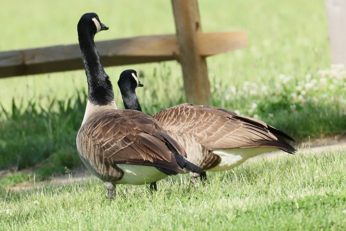 Canada Goose - michael vedder