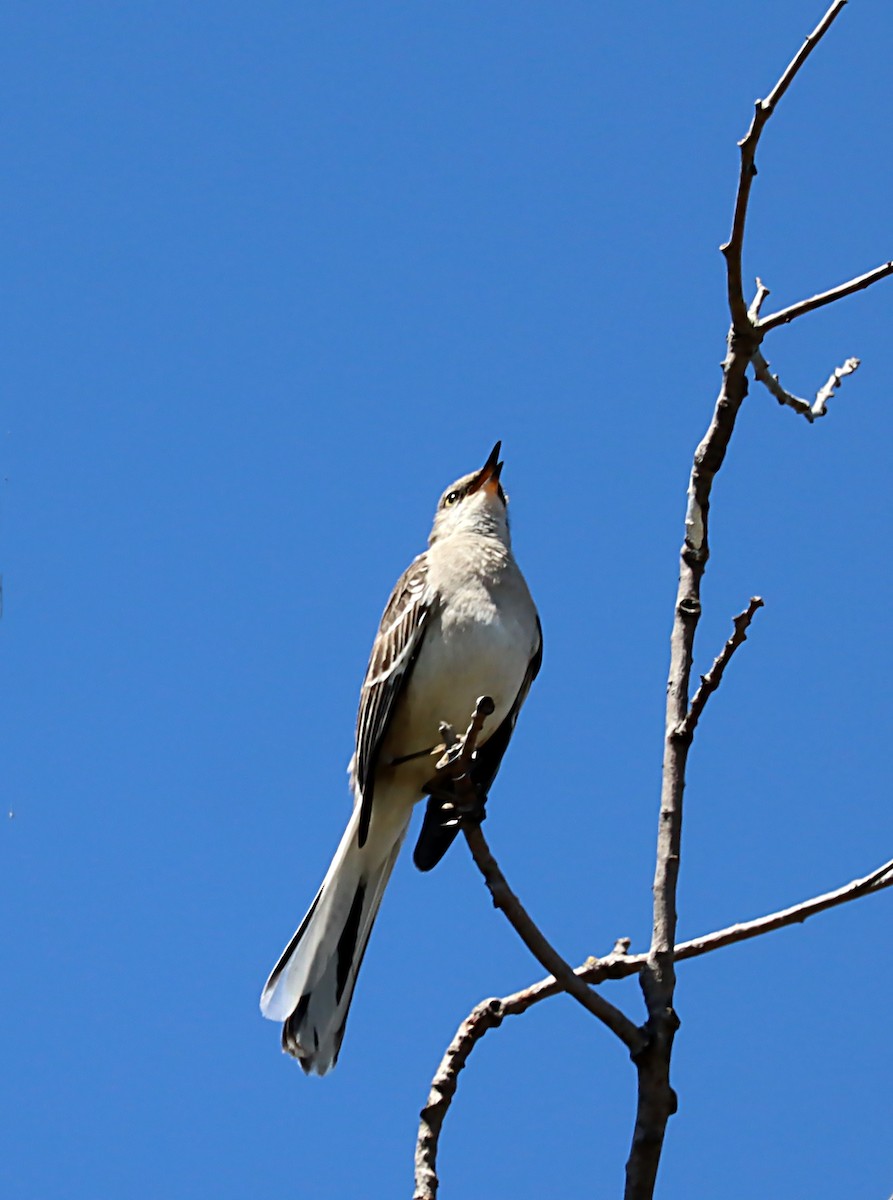 Northern Mockingbird - Karen Skelton