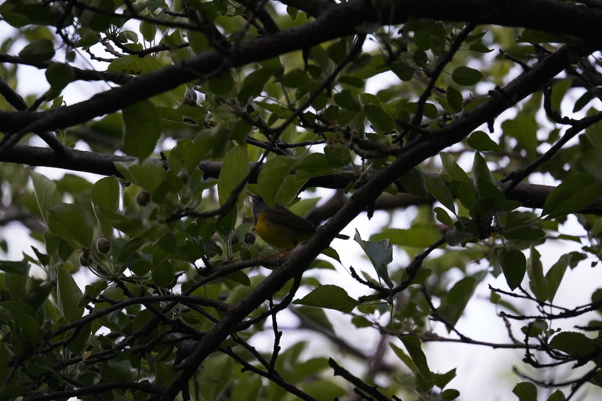 Mourning Warbler - Shea Dettling