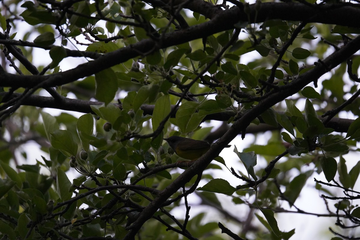 Mourning Warbler - ML619528173