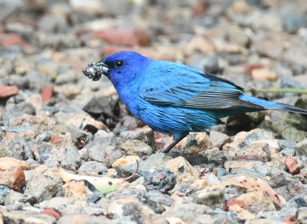 Indigo Bunting - carol tuskey