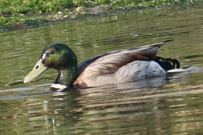 Mallard - michael vedder