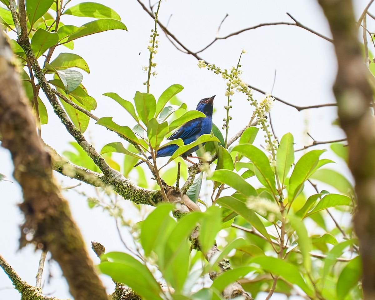 Blue Dacnis - Juan B Mejia Ossa