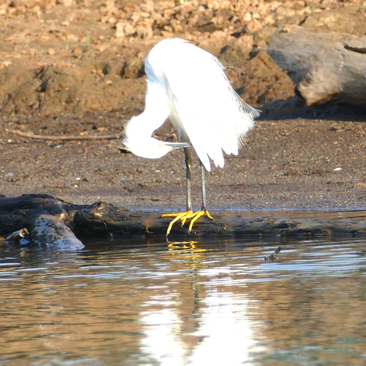 Snowy Egret - Ulrike Schmölzer