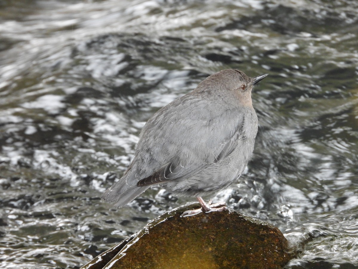 American Dipper - ML619528195