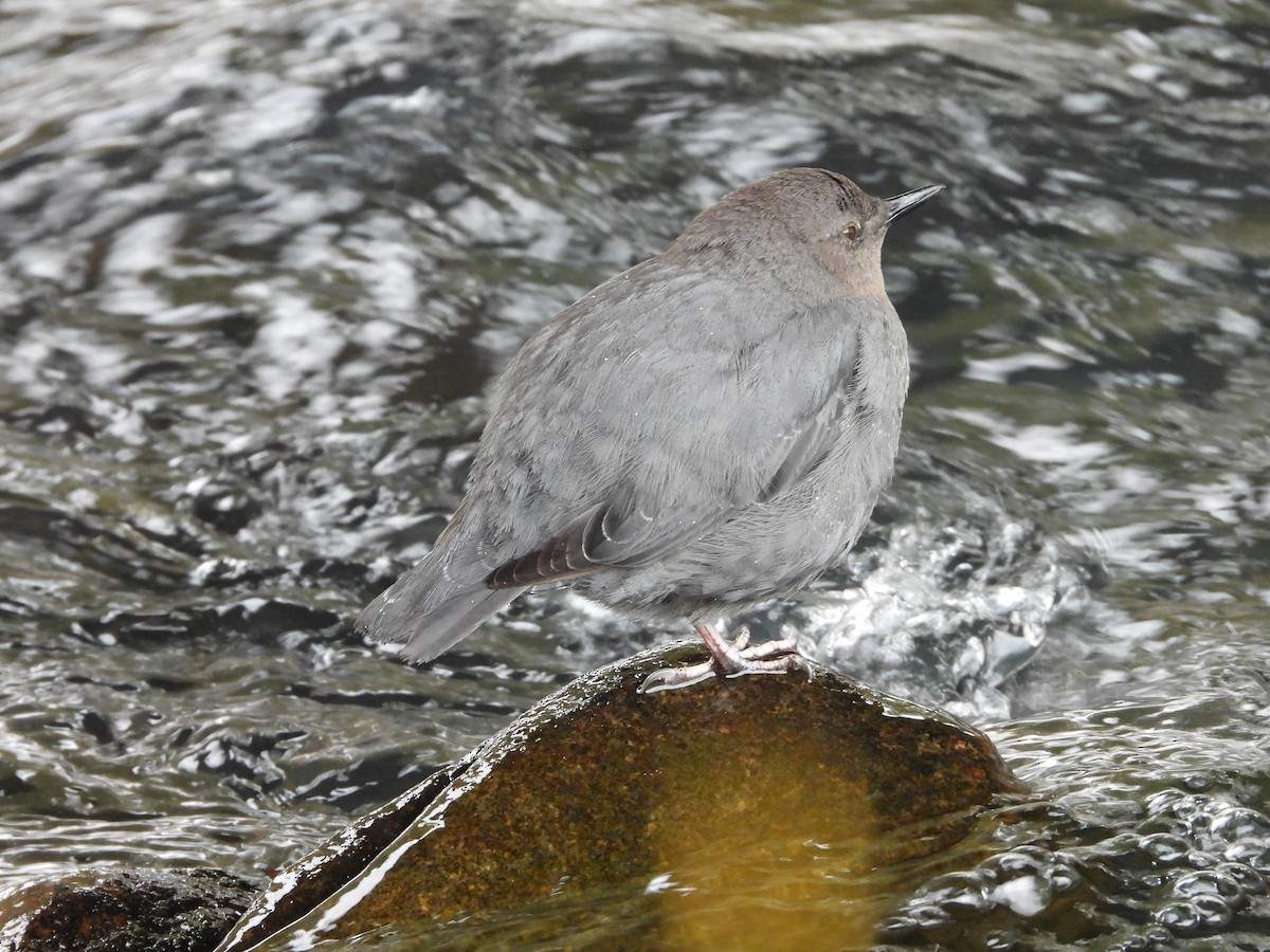 American Dipper - Maura Powers