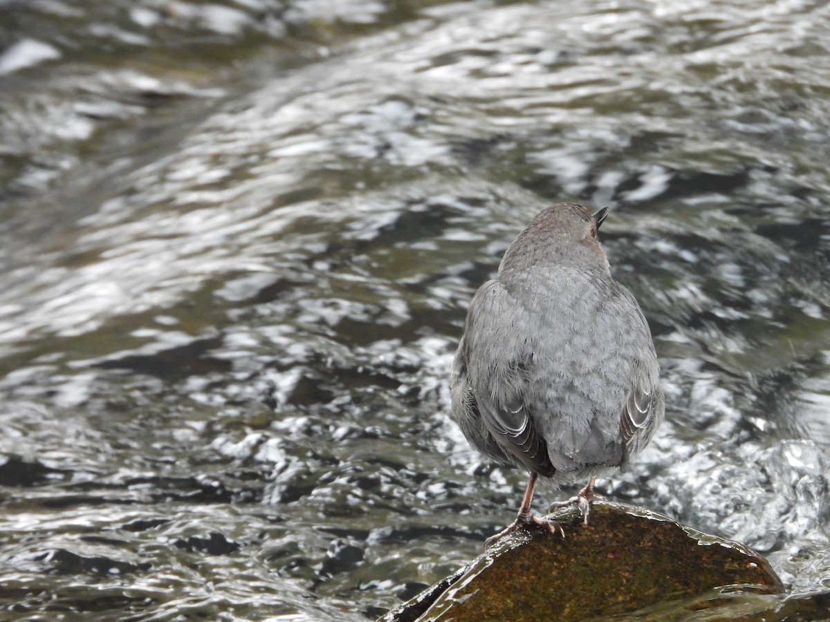 American Dipper - Maura Powers