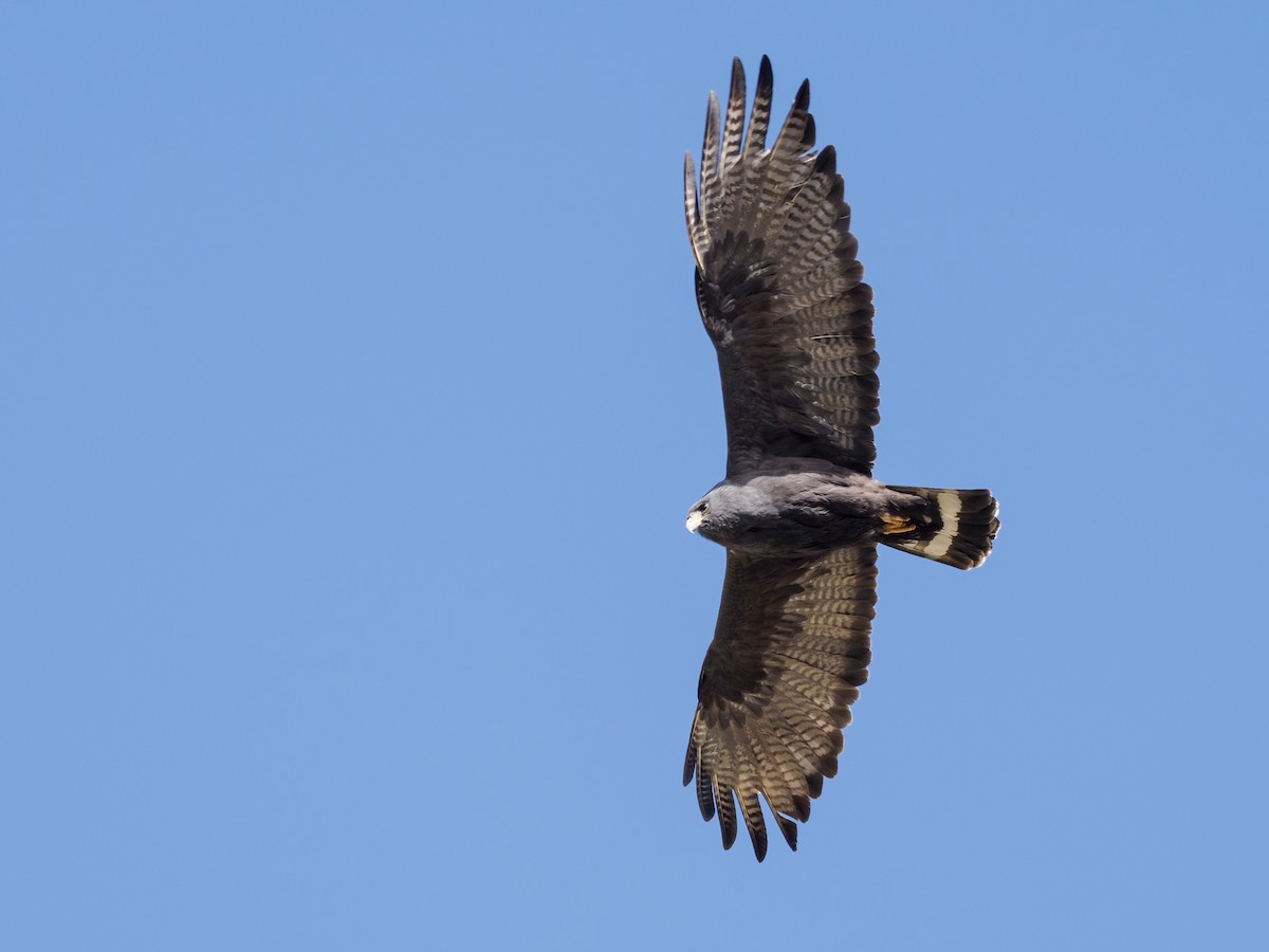Zone-tailed Hawk - Nick Athanas