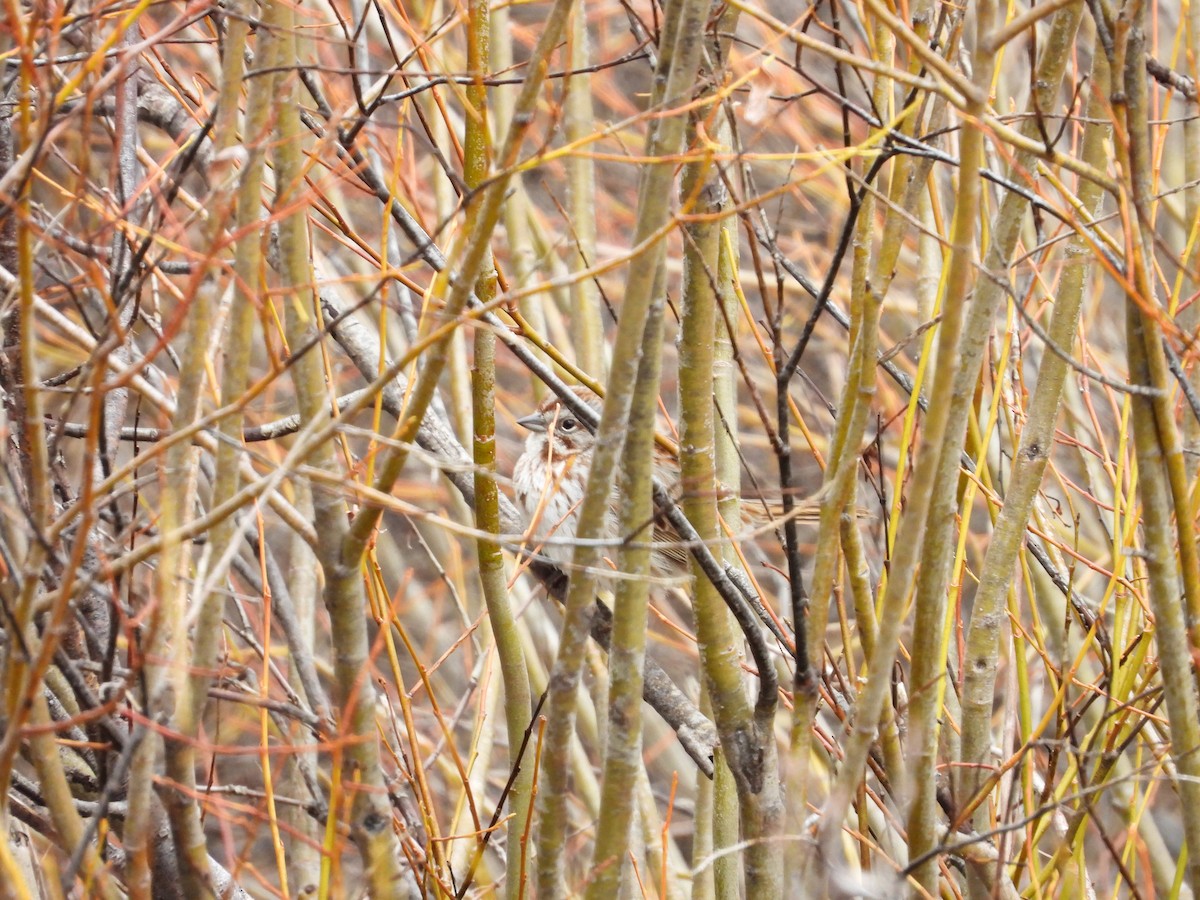 Song Sparrow - Maura Powers