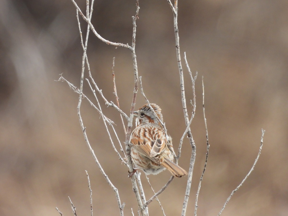 Song Sparrow - Maura Powers