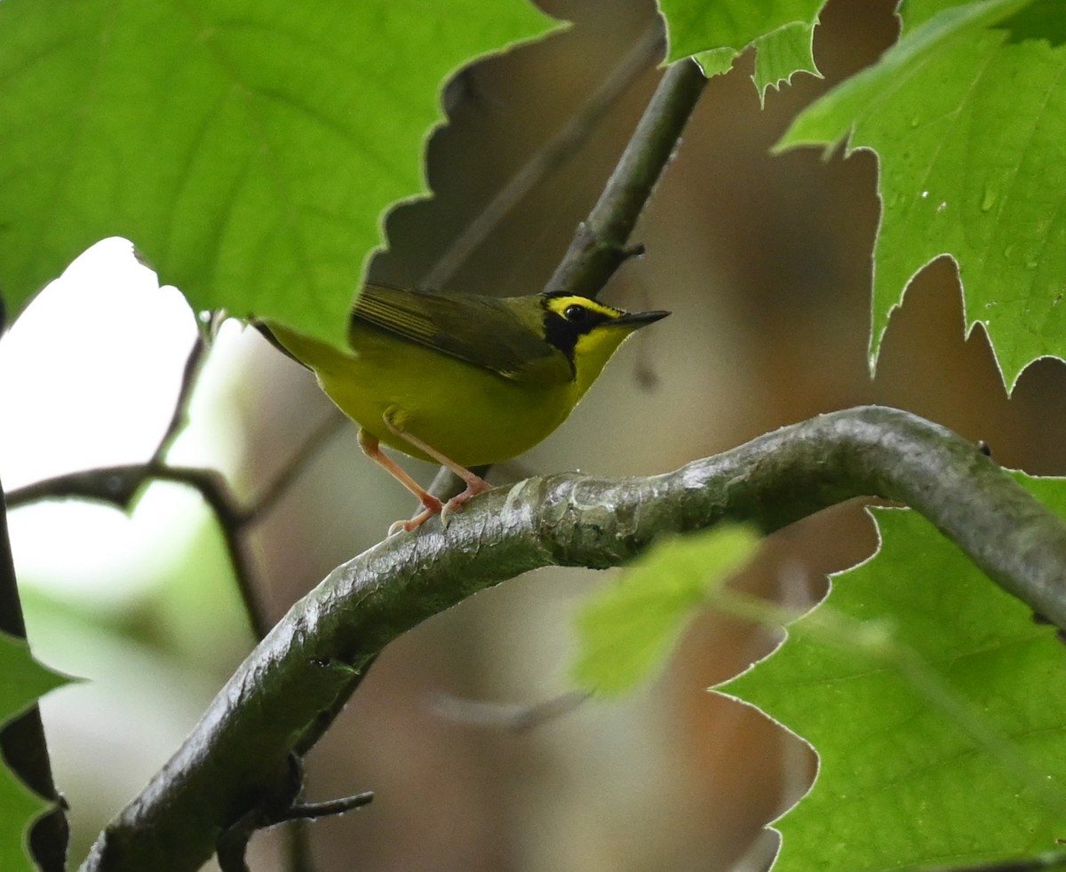 Kentucky Warbler - carol tuskey