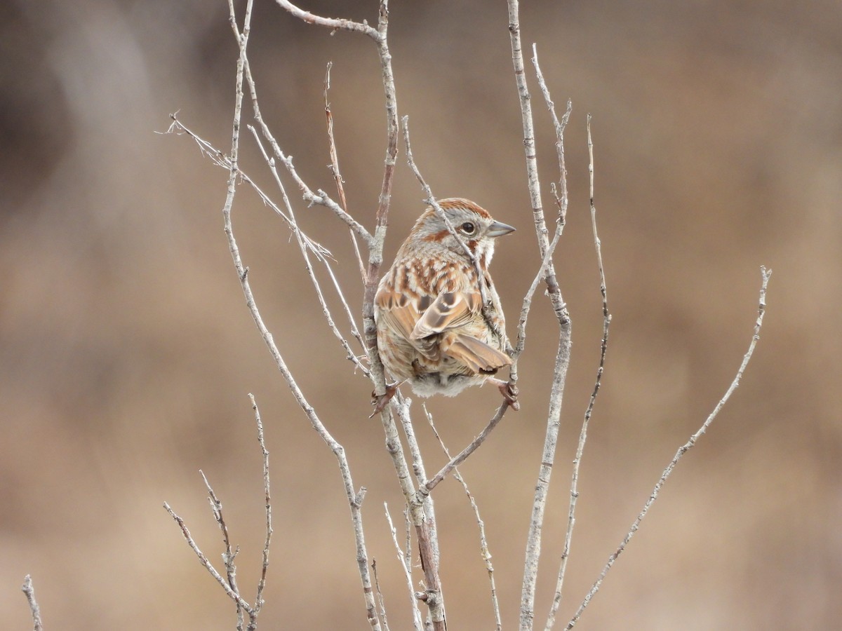 Song Sparrow - Maura Powers