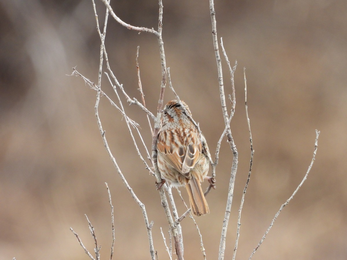 Song Sparrow - Maura Powers