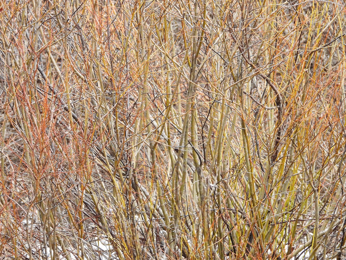 Song Sparrow - Maura Powers