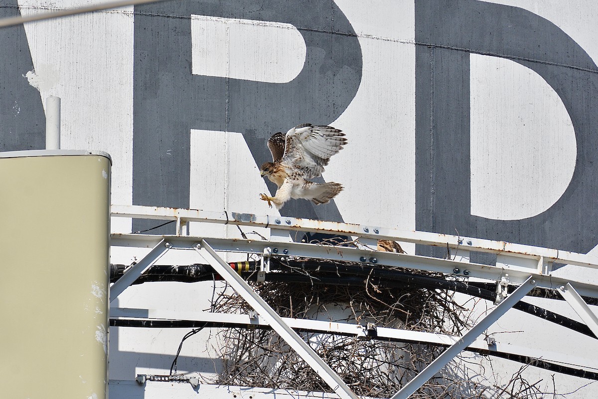 Red-tailed Hawk - ML619528231