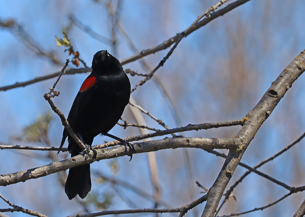Red-winged Blackbird - Karen Skelton