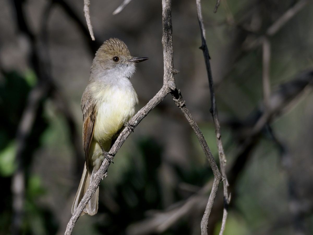 Dusky-capped Flycatcher (olivascens) - Nick Athanas