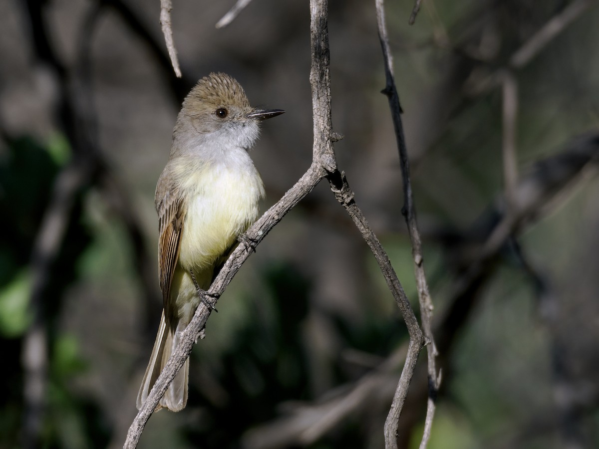 Dusky-capped Flycatcher (olivascens) - ML619528237