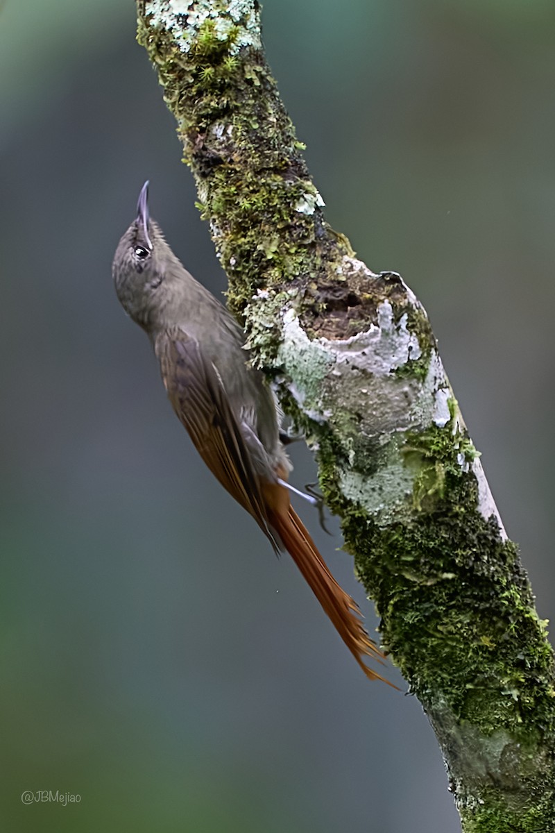 Olivaceous Woodcreeper - Juan B Mejia Ossa