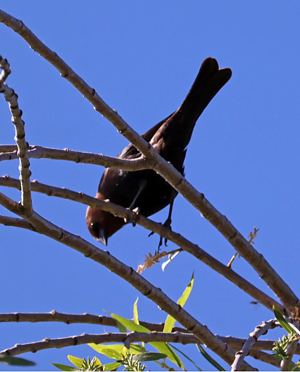 Brown-headed Cowbird - Karen Skelton