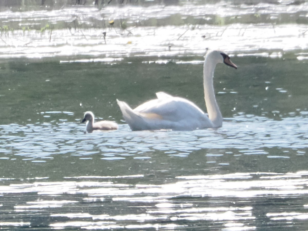 Mute Swan - John Felton